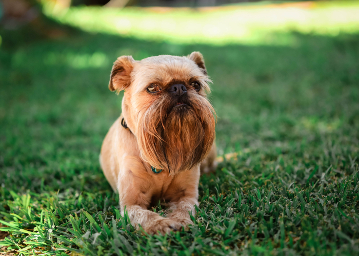 Brachycephalic Brussels Griffon Dog Breed