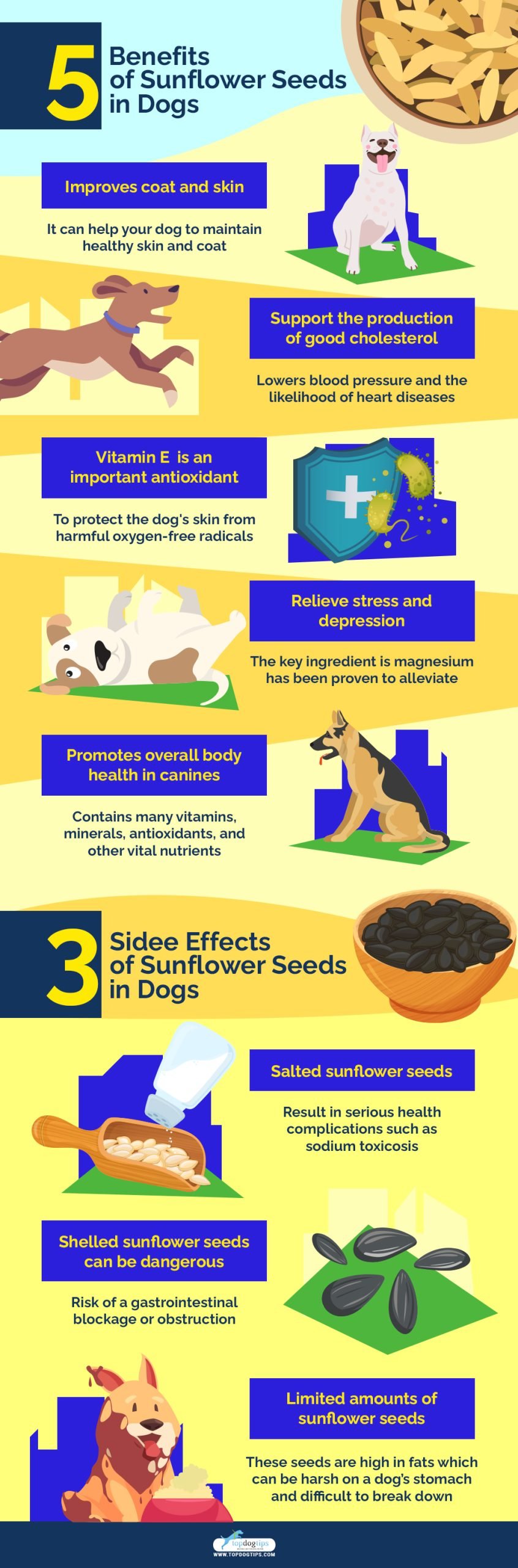 Dogs Eat Sunflower Seeds 