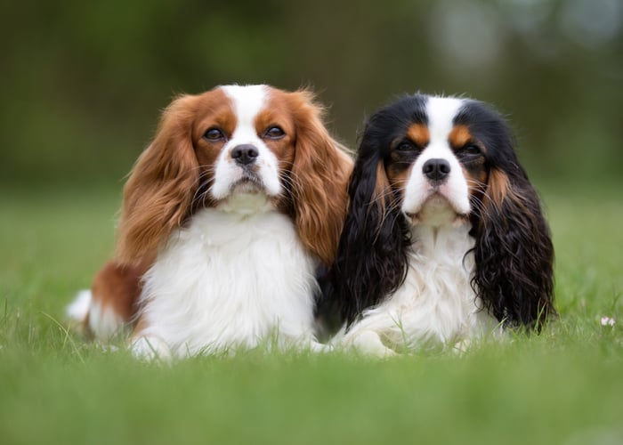 Cavalier King Charles Spaniel Dog Breed