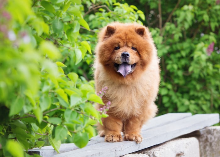 Flat-faced dog breed Chow Chow