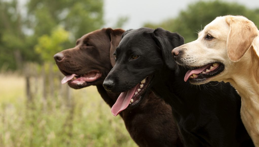 The 10 Most Popular Dog Breeds of 2021: An Overview