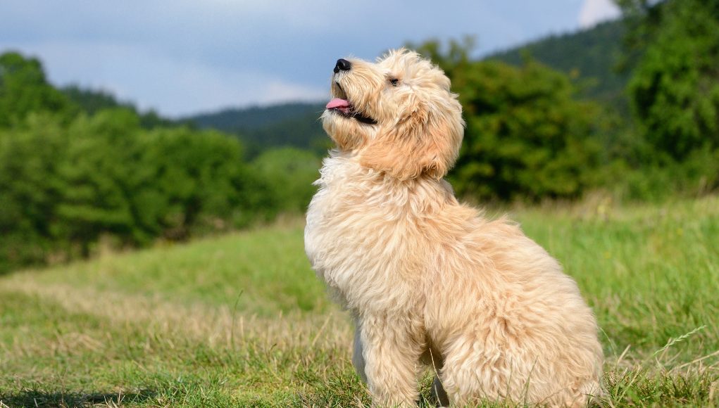 Goldendoodles: 10 Crazy Facts About The Ultimate Doodle Mix