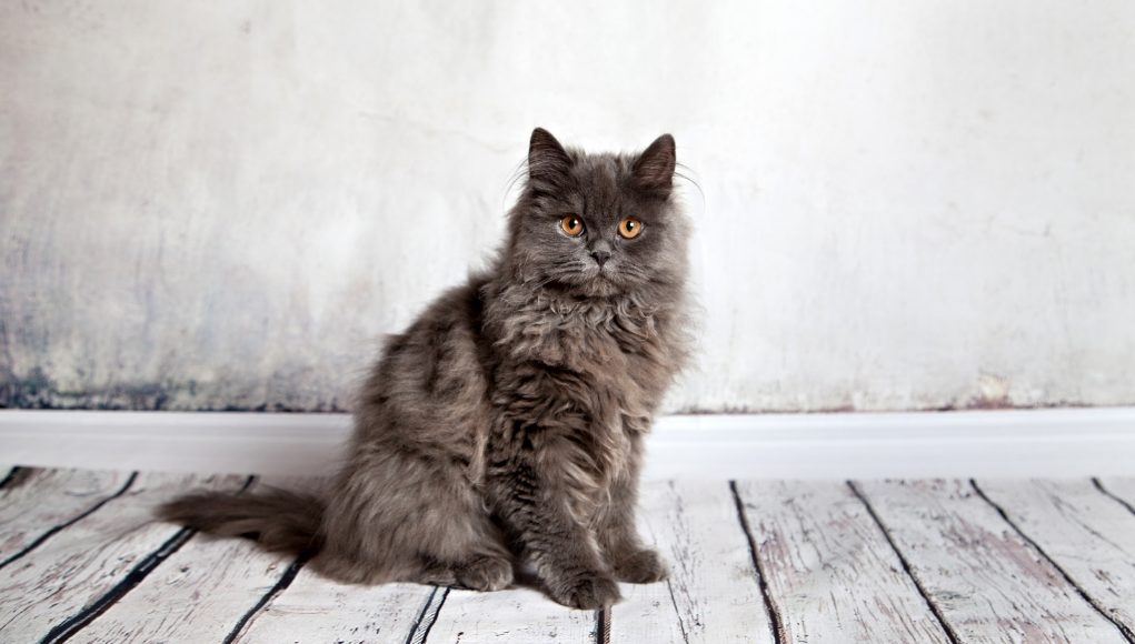 The Persian Cat Breed: A Whiskerrific Overview