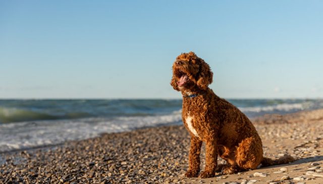 Poodle Doodle Doo! Top 10 Most Popular Poodle Mix