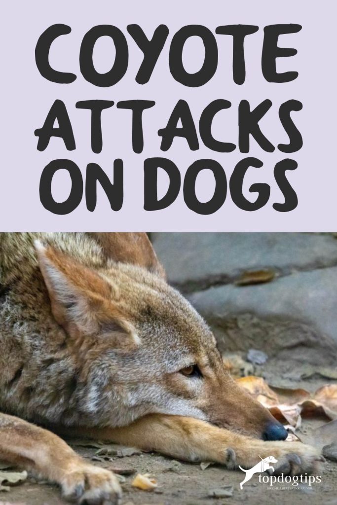 Coyote Attacks on Dogs