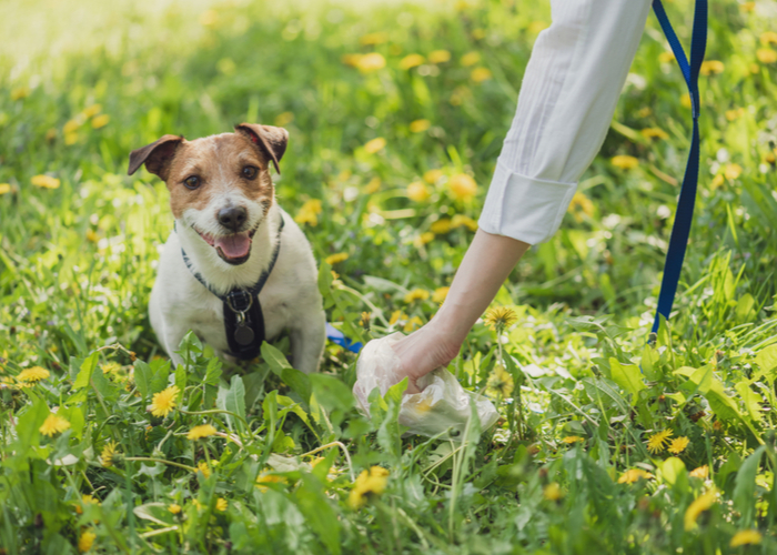 Tip 11 Clean after your pup