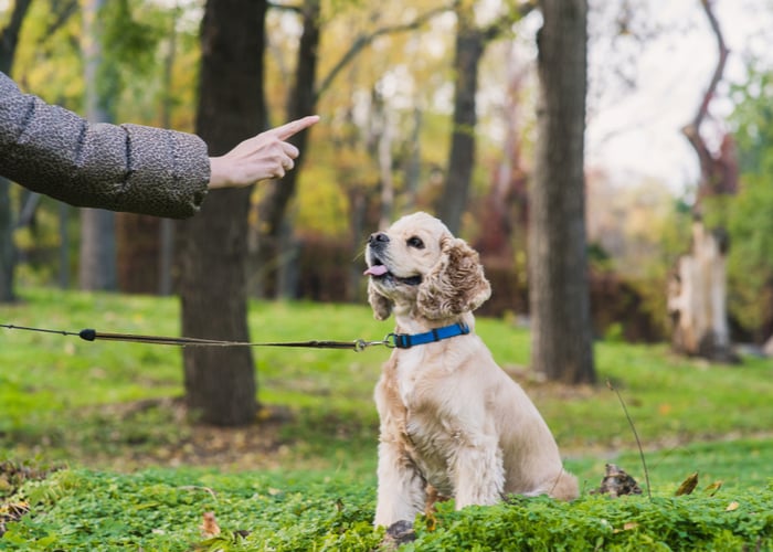 Establishing the dog-master relationship