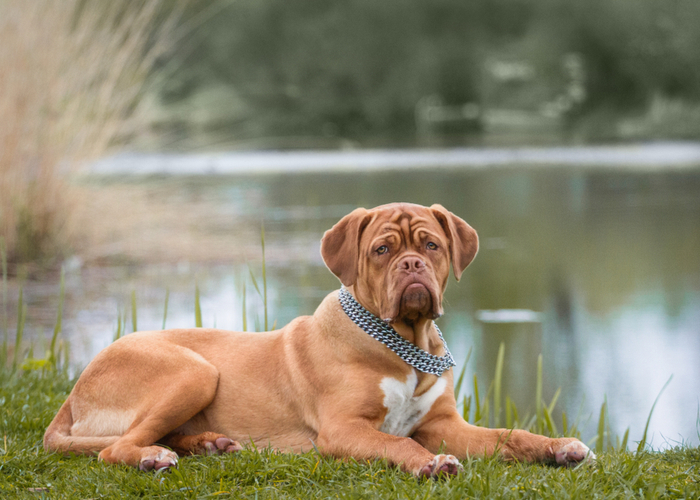 Flat-faced Dogue de Bordeaux