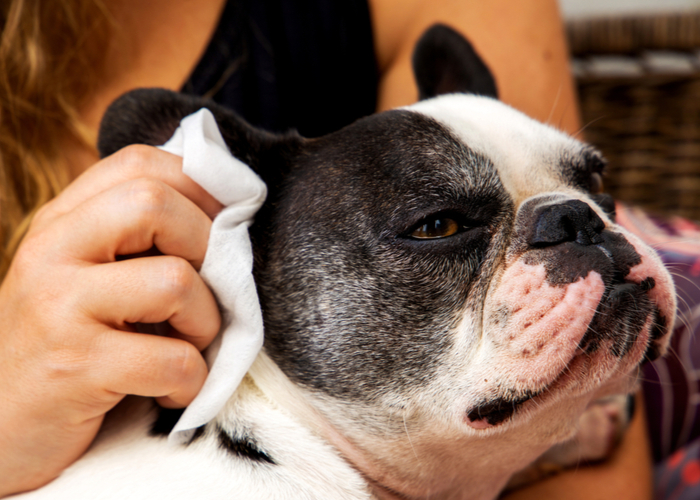 Ear care for flat faced dogs