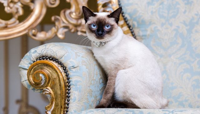 Siamese Cat seating on an elegant blue sofa, looking at the camera