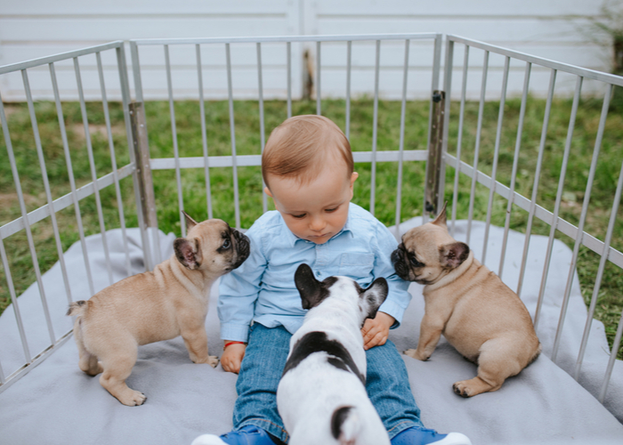 Flat faced dogs with a child