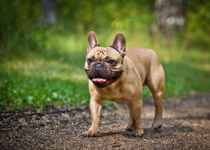 Flat-faced French Bulldog