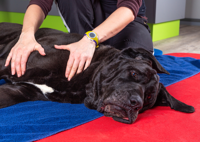 Gentle massage for dog