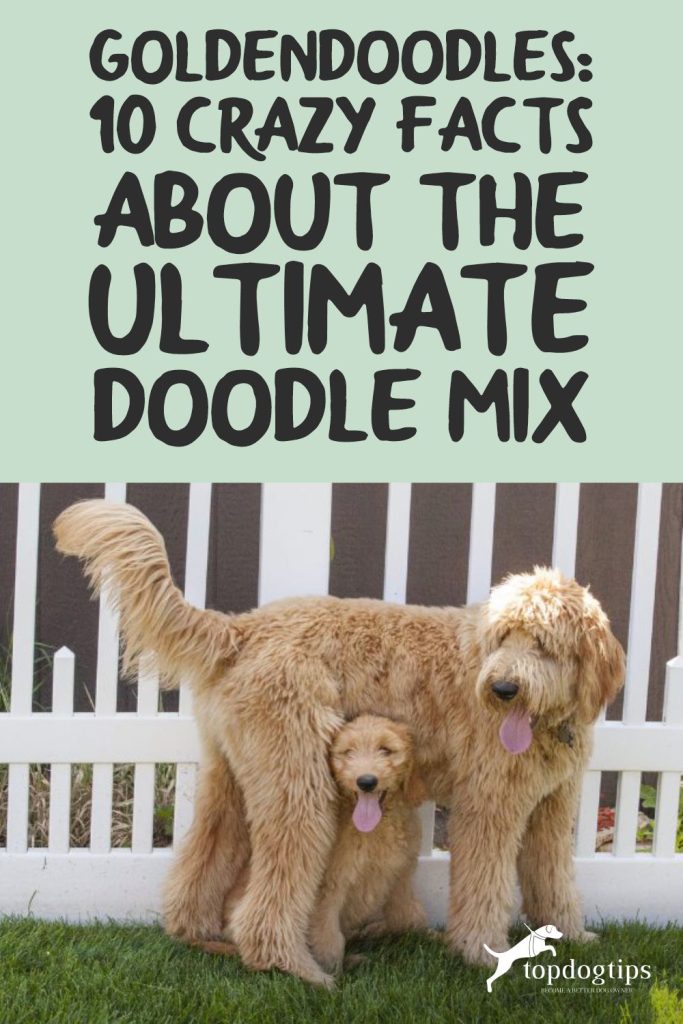 Goldendoodles 