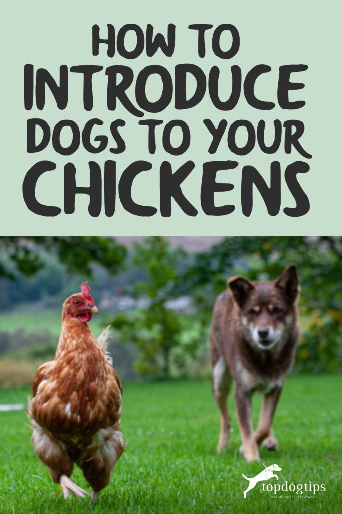 Introduce Dogs to Your Chickens