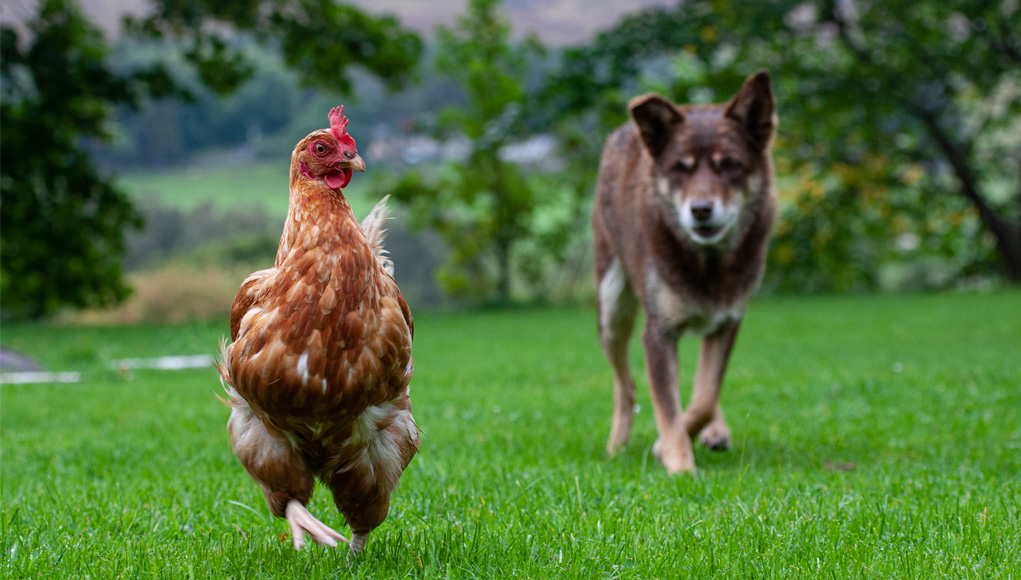 Introducing dogs to your chicken