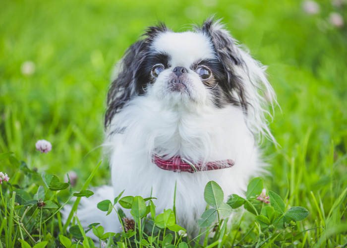 Flat-faced Japanese Chin 