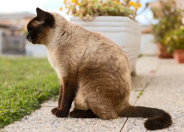 Lifespan of Siamese Feline