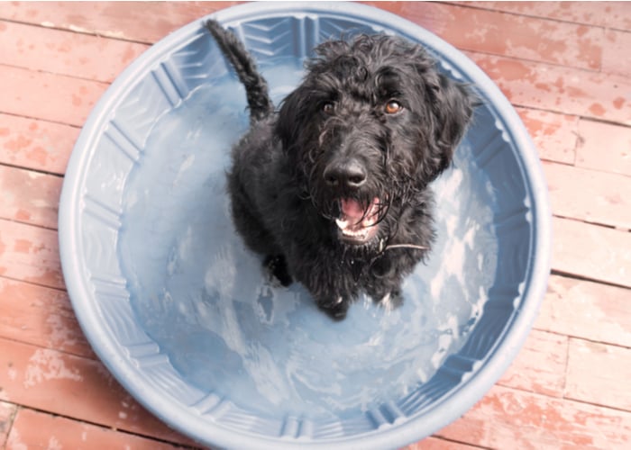 Metal dog pool