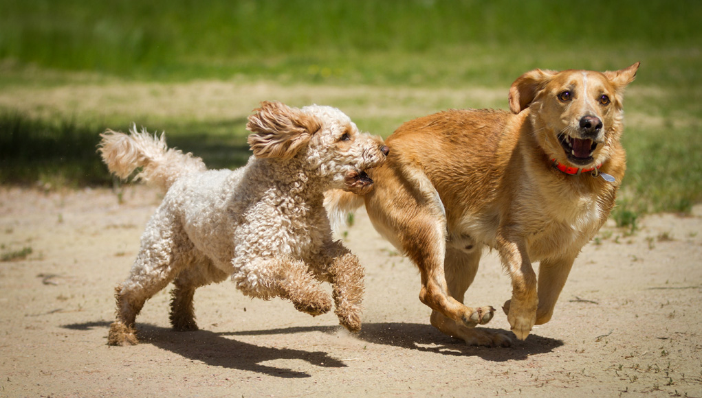 Mixed or Purebred Dog Breeds