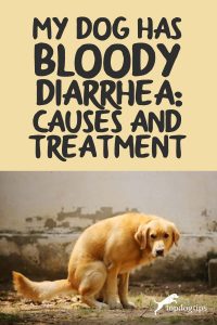 Dog Has Bloody Diarrhea