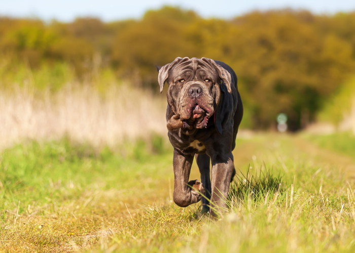 Flat-faced Dog Breed Neopolitan Mastiff