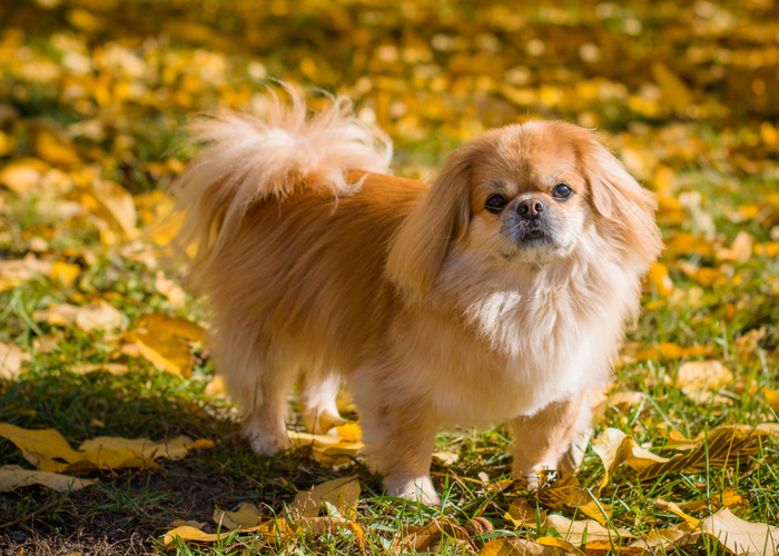 Flat-faced Pekingese Dog Breed