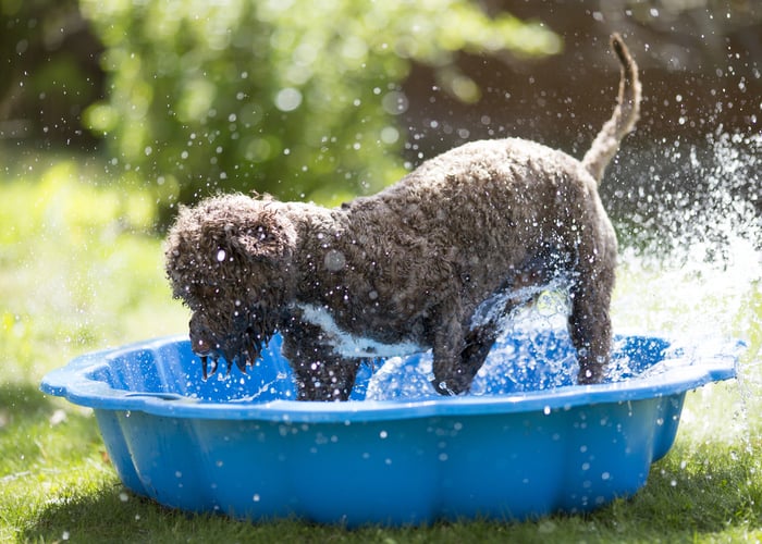 Plastic dog pool