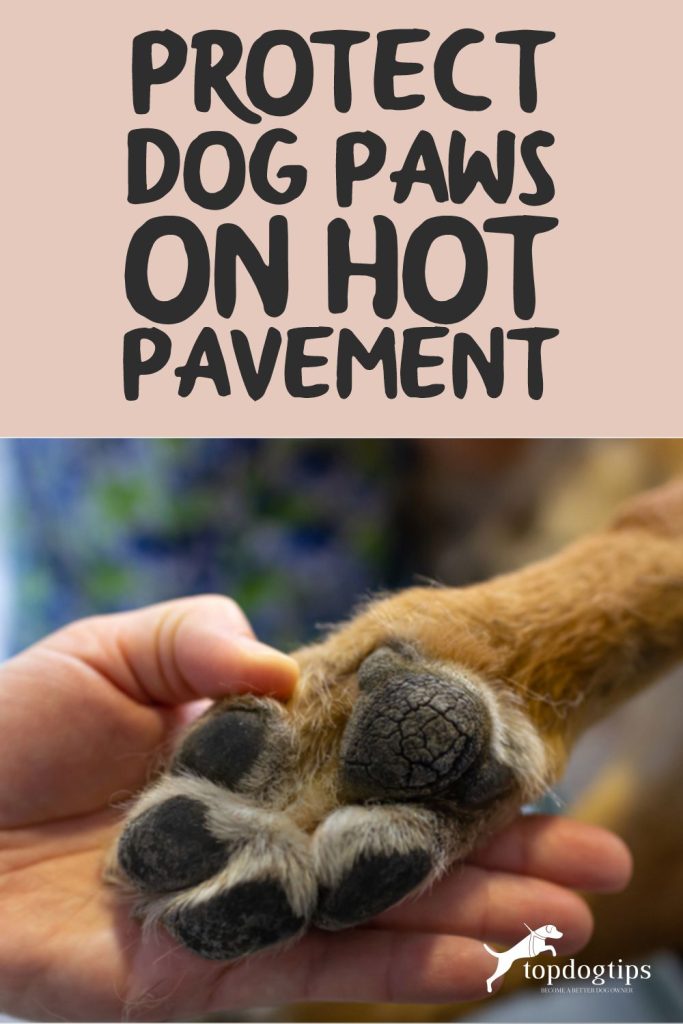 Dog Paws 