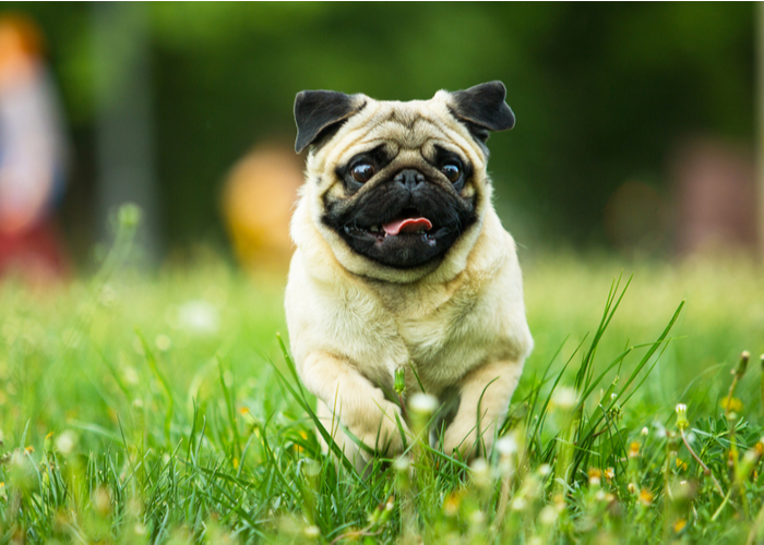 Flat-faced Pug Breed