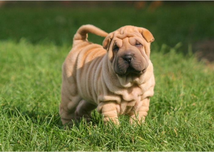 Flat-faced Shar-pei