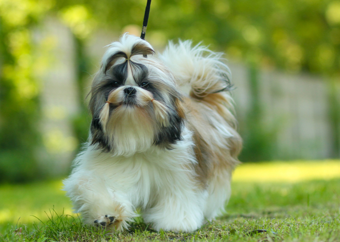 Shih Tzu Dog Breed