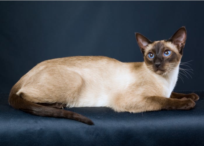 Show Siamese Cat