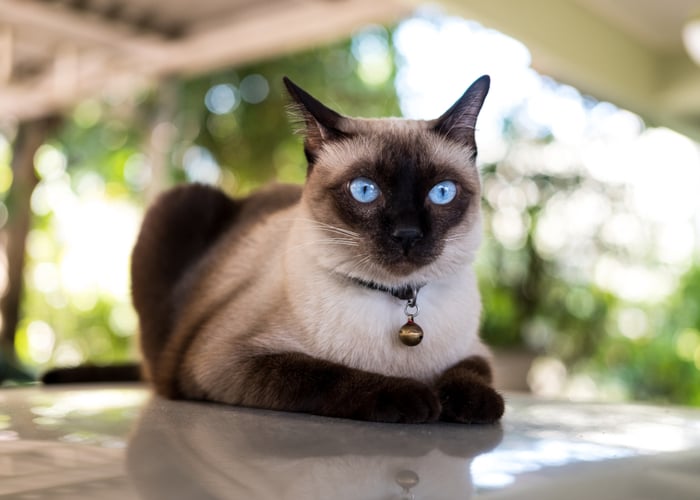 How Siamese Cat Breed Look Like