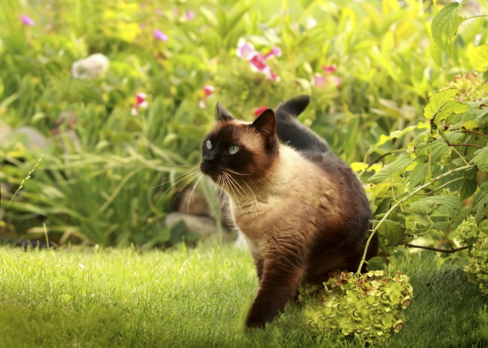 Siamese Cat Walking