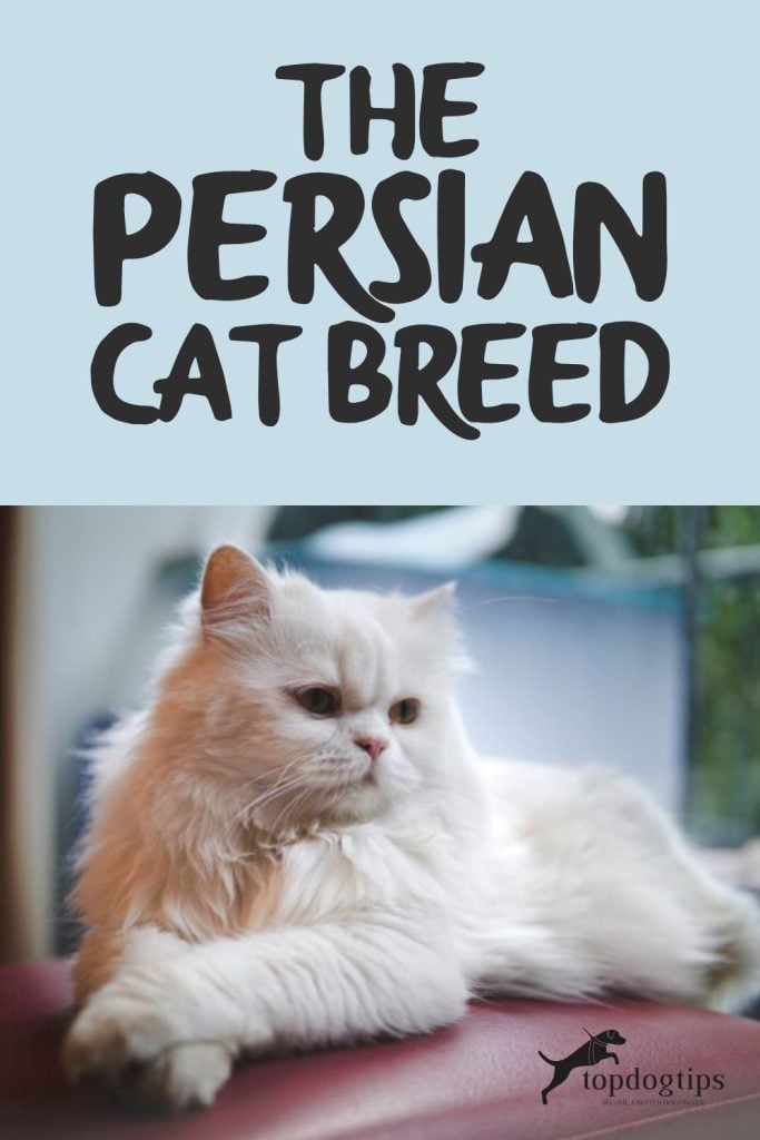 Persian Cat Breed