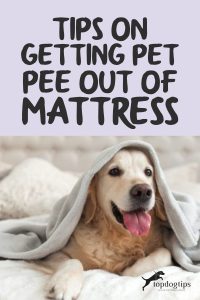 Pet Pee Out of Mattress