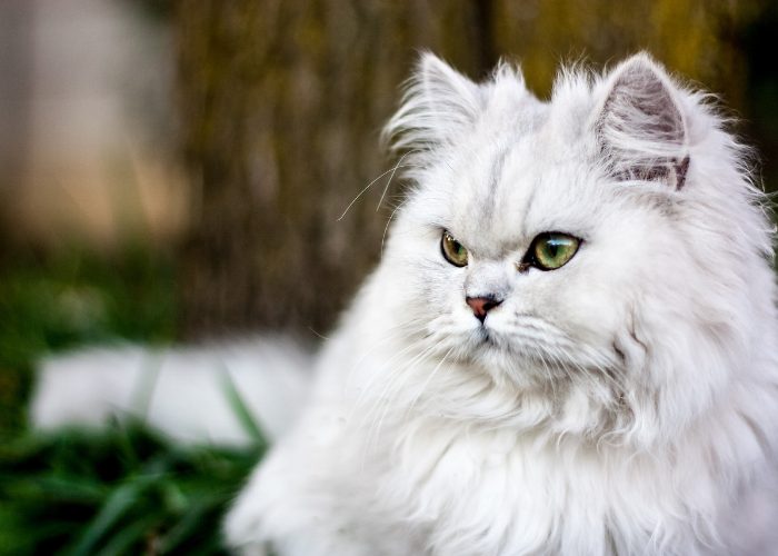 Persian Cat’s Personality