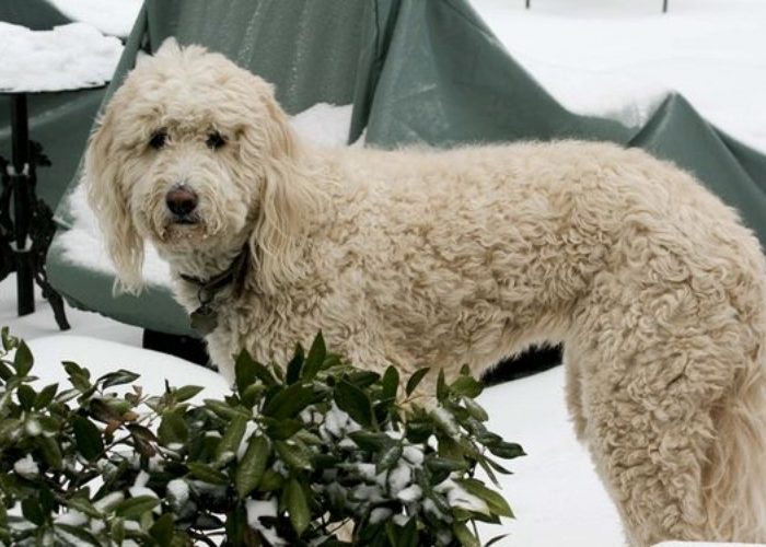 Pyredoodle Poodle Mix