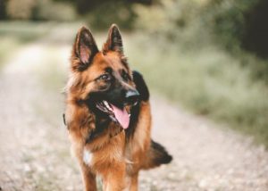 German Shepherd Dog