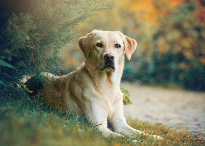 Labrador Retriever Dogs