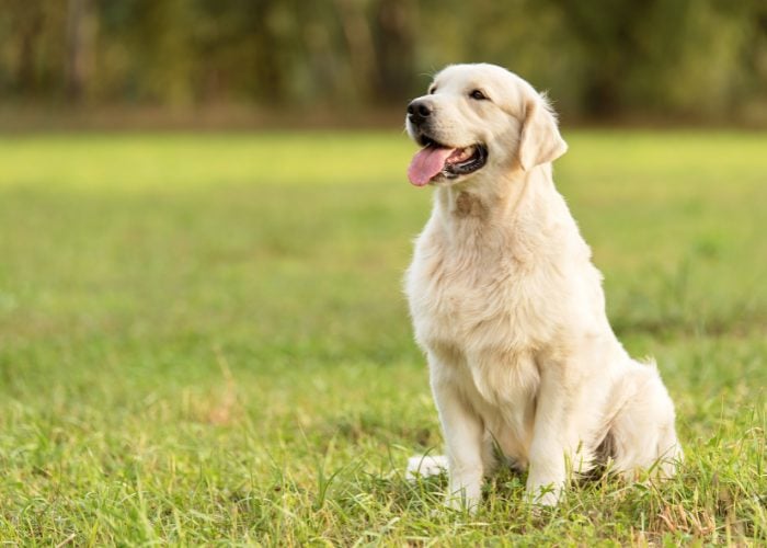 Golden Retriever Dog