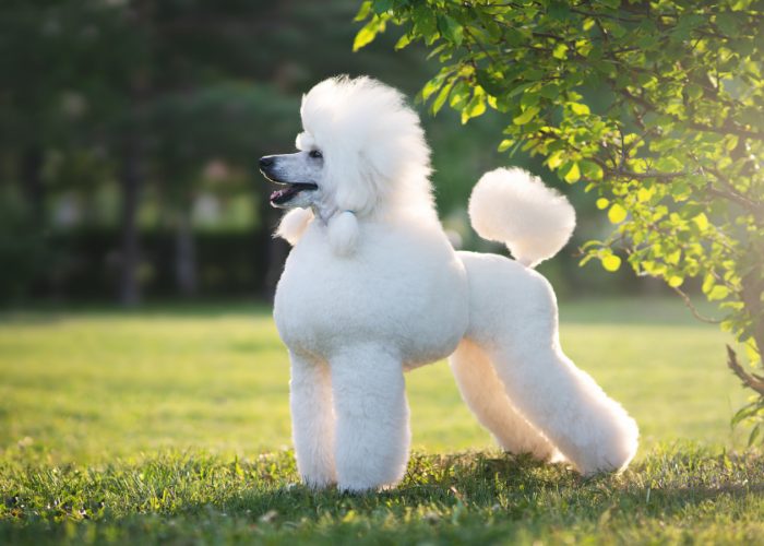 Poodle Dog