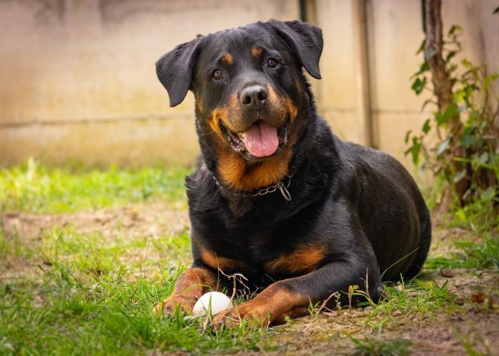 Rottweiler Dog