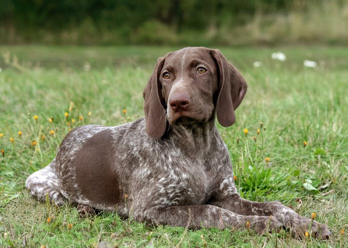 German Shorthaired Pointer Dog