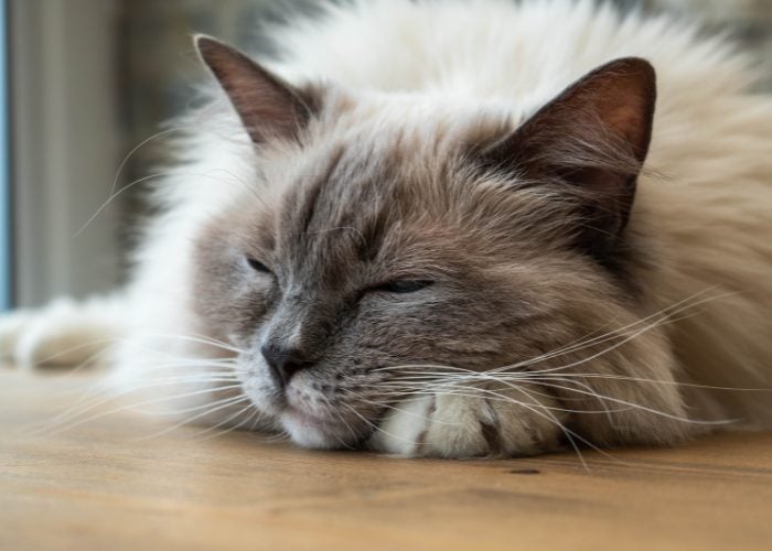 A Ragdoll Temperament 