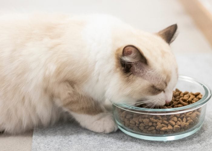 A Ragdoll Diet