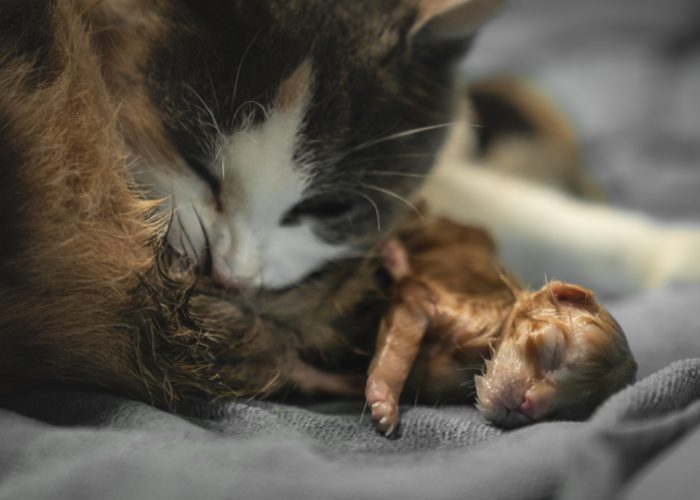 Cat Pregnancy 101: Cats During Labor and Delivery