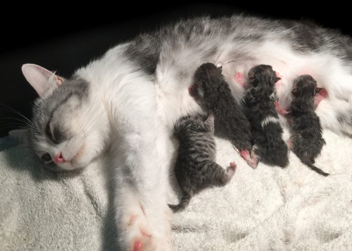 Cat Pregnancy 101: Cats After Labor and Delivery