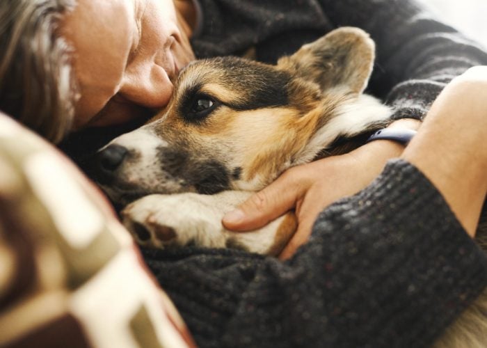 Velcro Dogs can be Bred to be Dependent to their Owners